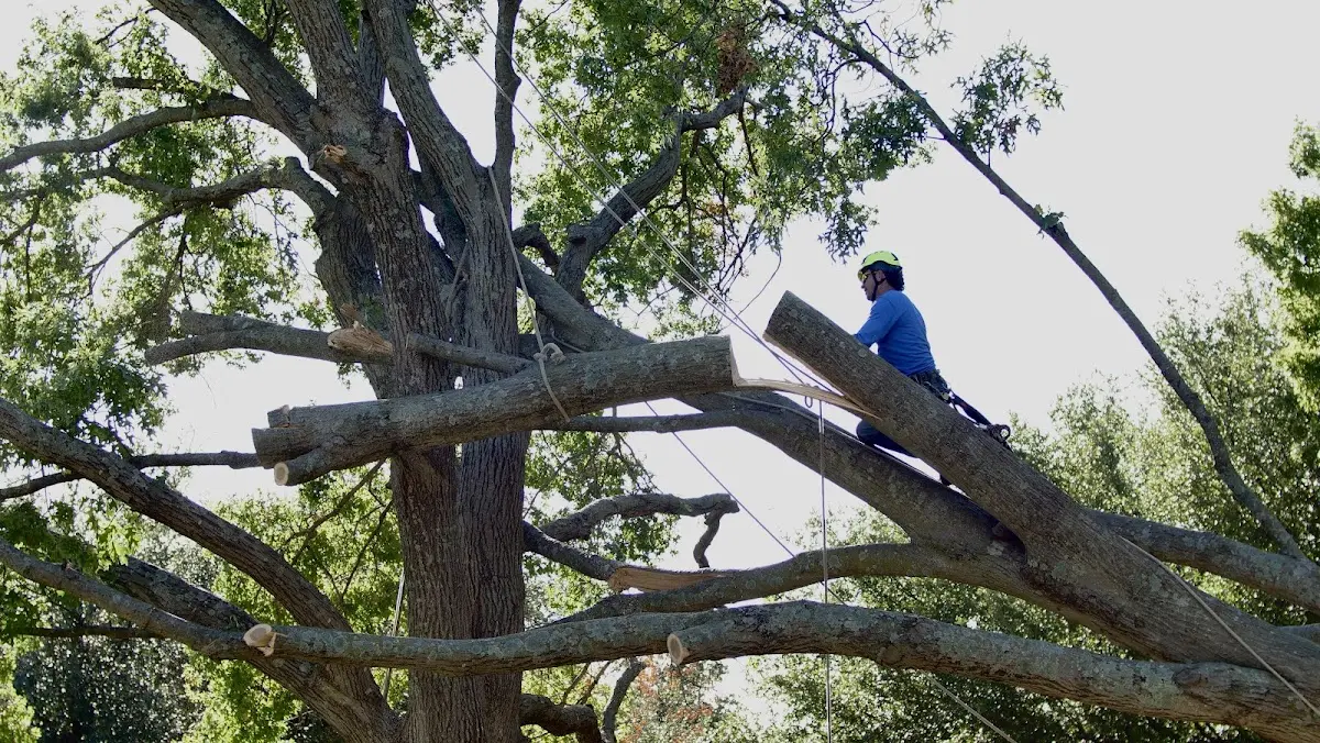 Professional Crown Thinning performed by certified arborists in New Meadows