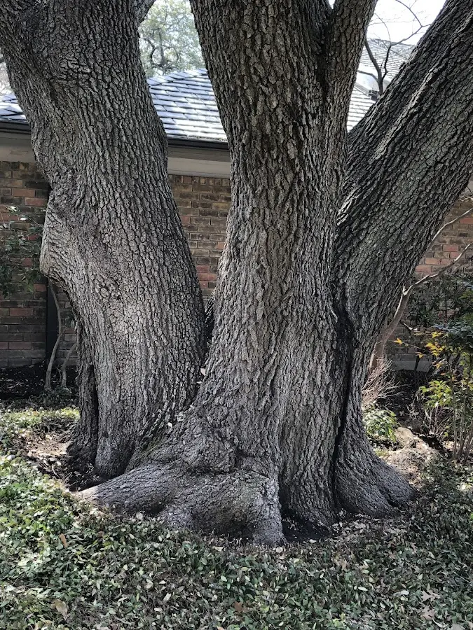 Mature heritage tree close to a New Meadows property cared for by certified arborists